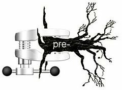 AVL Tree, Radix Tree, Prefix Tree, Trie
